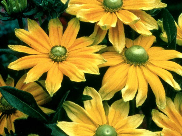 MSU workshop teaches how to garden with prairies